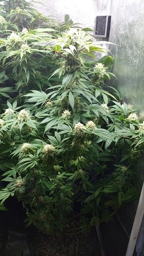 flowering and vegetative