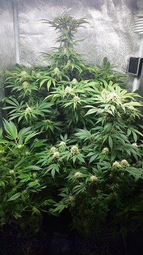 vegetative