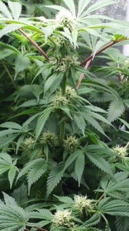 flowering