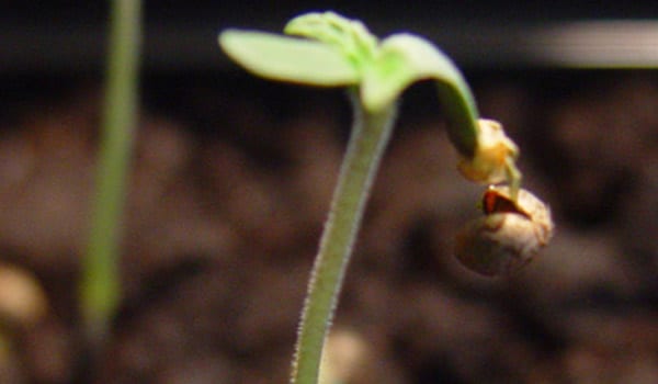 Germinating plant growth