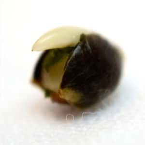 marijuana seedling day 1
