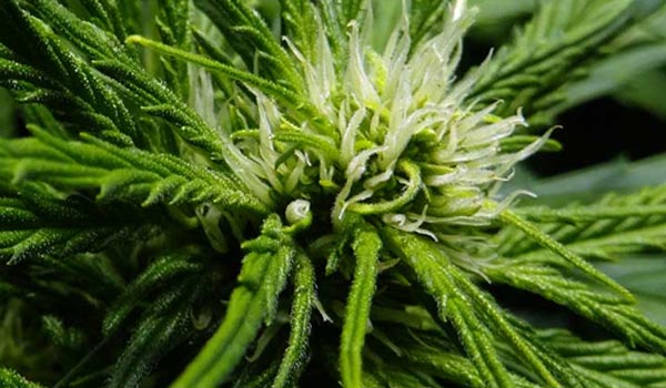 Marijuana Flowering stage