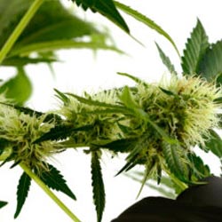 marijuana life cycle week 7