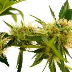 marijuana life cycle week 8