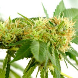 marijuana life cycle week 9