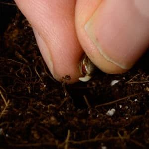 marijuana plant roots will grow down