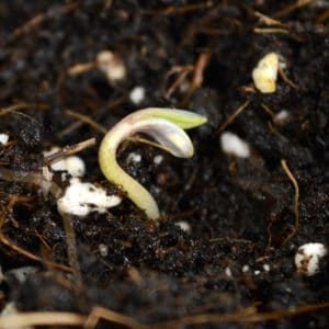 marijuana stem growing up