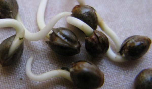 germinating weed seeds