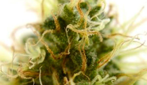 Marijuana life cycle harvesting stage 2