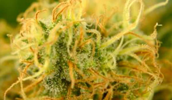 Marijuana life cycle harvesting stage 3