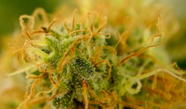 Marijuana life cycle harvesting stage 4