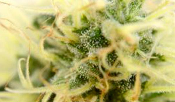 Marijuana life cycle harvesting stage 1