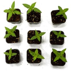 10 day old marijuana plant