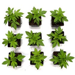 20 day old marijuana plant