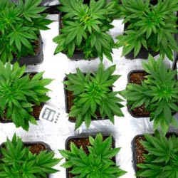 30 day old marijuana plant