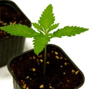 marijuana life cycle seedling stage day 10