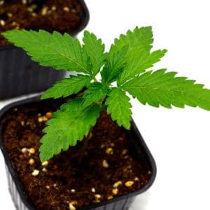 day 12 marijuana seedling