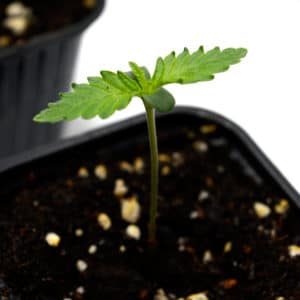 day 8 marijuana seedling