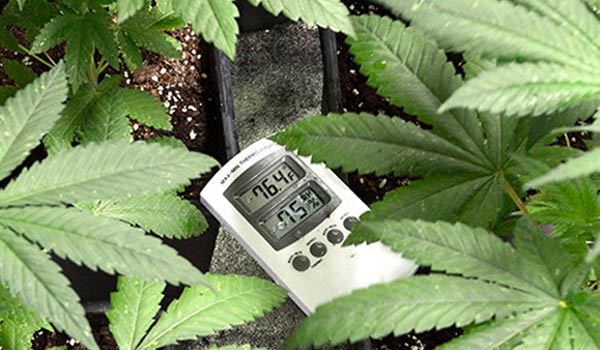 temperature flowering stage
