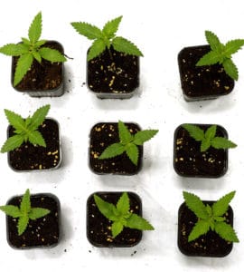 marijuana life cycle veg week 1