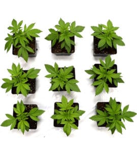 marijuana life cycle veg week 2