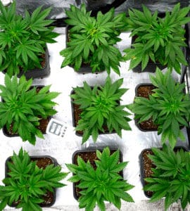 marijuana life cycle veg week 3