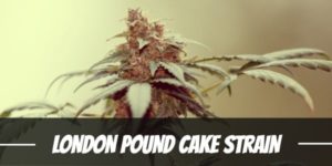 London pound cake strain
