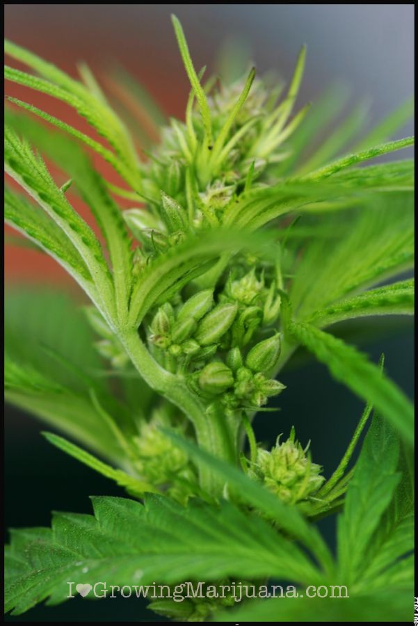 Male marijauna picture