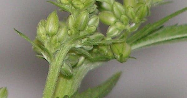 Male Cannabis Plant