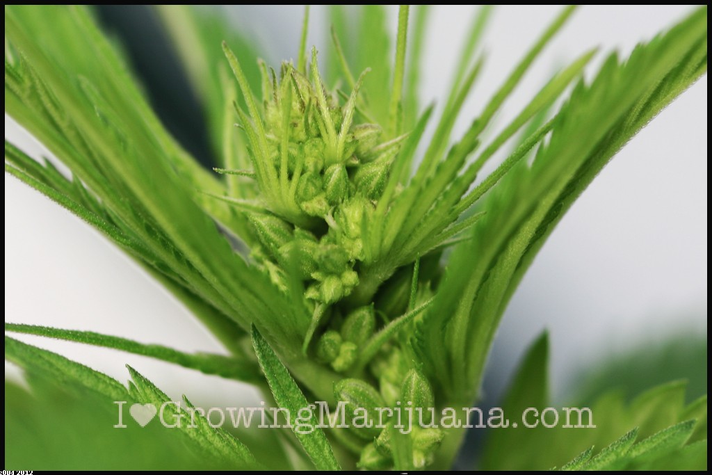 Male cannabis pictures