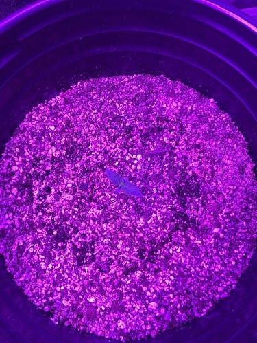 5-days-old