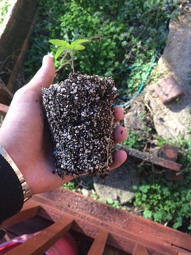 plant-repotting