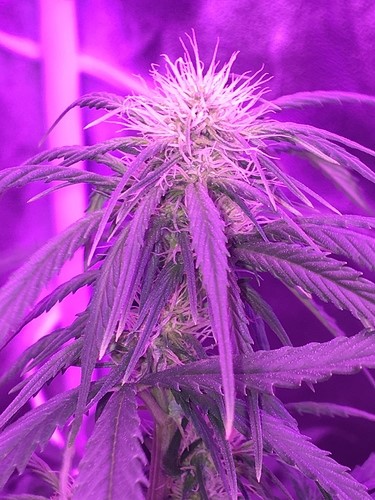 flowered-plant