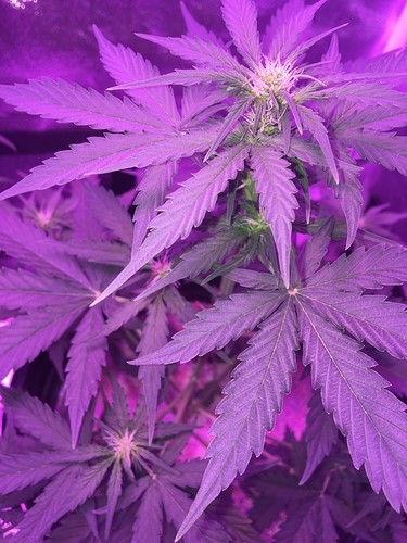 starting-to-flower