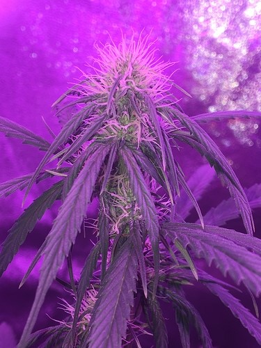 more-flower