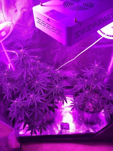 both-growing-plants