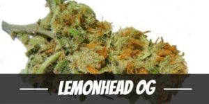 Lemonhead OG Strain