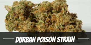 Durban Poison weed Strain