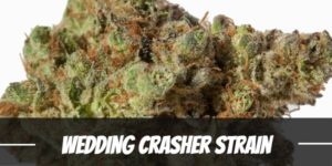 Wedding Crasher Strain
