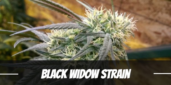 Black Widow Strain