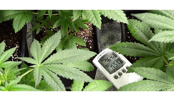 marijuana humidity