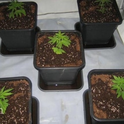 marijuana light cycle 11