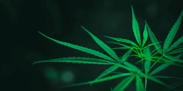 tropicana cookies marijuana plant