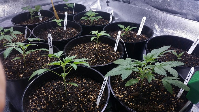 Pots and Containers - Space