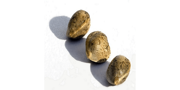 Choose the right genetics- quality cannabis seeds