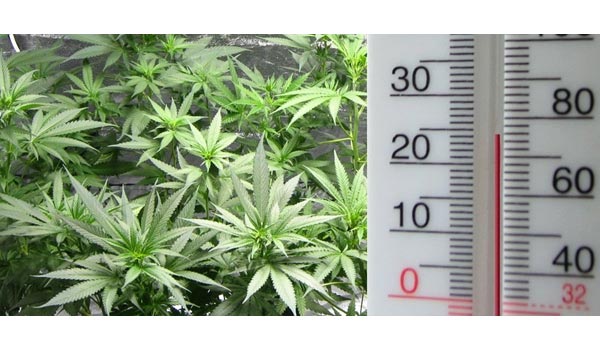 Marijuana temperature