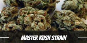Master Kush Strain
