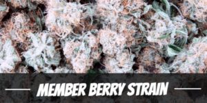Member Berry Strain