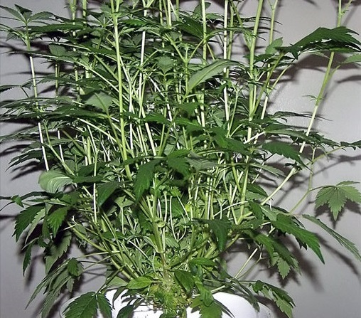 Monster cropping weed plants