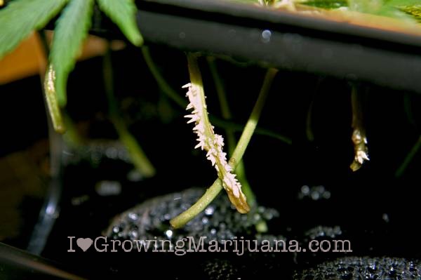No roots marijuana clones